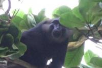 Heboh! Seekor Monyet Besar Masuk ke Permukiman Warga di Mamuju, Diduga Kelaparan